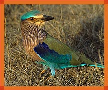 Bird, Bharatpur Bird Sanctury, Rajasthan Wildlife Tour Packages