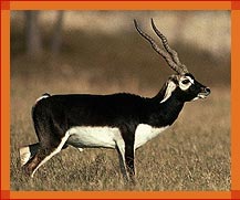 Black Buck, Desert National Park, Rajasthan Wildlife Tourism