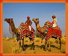 Camel Riders, Rajasthan Travel Guide, Rajasthan Tourism