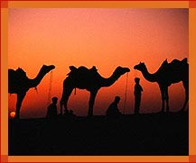 Camels, Rajasthan Desert Safari Tour, Rajasthan Travel Guide