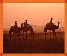 Camel Safari, Rajasthan Tour Packages