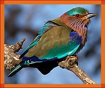 Indian Birds, Wildlife in India, Rajasthan Wildlife Tour Packages