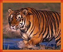 Tiger, Indian Wildlife Tours, Wildlife in Rajasthan, Wildlife Tour Packages