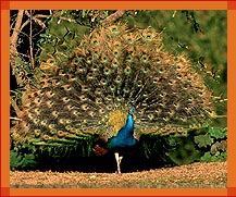 Peacock, Indian National Bird, Rajasthan Widlife