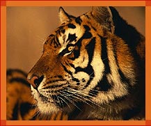 Tiger India, Wildlife Tours & Travel