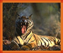 Tiger, Ranthambore Tiger Tours, Rajasthan Wildlife Travel Guide