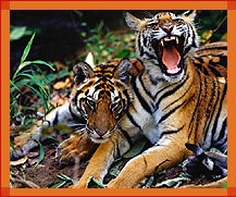 Tigers, Ranthaambore Tours Guide, Ranthambore Tour Packges